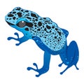 Dark blue frog Royalty Free Stock Photo