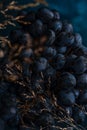 dark blue grapes, macro photo, berry texture, as a background