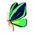 Dark blue-green butterfly icon, cartoon style Royalty Free Stock Photo