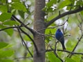 Dark Blue Indigo Bunting Bird Perched on Bare Tree Branch Looking to the Side Royalty Free Stock Photo