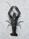 Dark blue lobster on the ground, top view shot Royalty Free Stock Photo