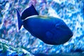 Dark blue marine fish with white stripes Royalty Free Stock Photo