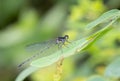 Dark blue needle dragonfly standing on a leaf in a park with a blurry light green background