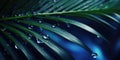 Dark Blue palm leaves and droplet Water dramatic photo effect background, realism, realistic, hyper realistic
