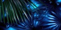 Dark Blue palm leaves and droplet Water dramatic photo effect background, realism, realistic, hyper realistic