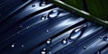 Dark Blue palm leaves and droplet Water dramatic photo effect background, realism, realistic, hyper realistic