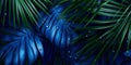 Dark blue palm leaves and droplet water background Royalty Free Stock Photo