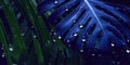 Dark Blue palm leaves and droplet Water dramatic photo effect background, realism, realistic, hyper realistic