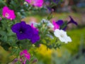 Dark Blue Petunia Flowers Blooming