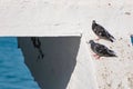 Dark blue pigeons with an iridescent hue sit on the roofs of houses and buildings. They watch what is happening from a height Royalty Free Stock Photo