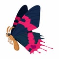 Dark blue-pink butterfly icon, cartoon style Royalty Free Stock Photo