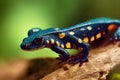 Dark blue poisonous salamander with orange belly moves along branch.