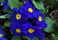 Dark blue primula flowers Royalty Free Stock Photo