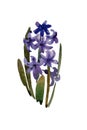 Dark blue or purple hyacinth blooming