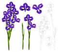 Dark Blue Purple Iris Flower. Vector Illustration. isolated on White Background. Royalty Free Stock Photo