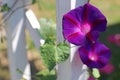 Dark blue purple morning glory flower. Ipomoea batatas. Royalty Free Stock Photo