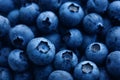 Dark blue ripe blueberry macro close up