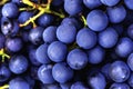 Dark blue ripe grapes for making red wine macro Royalty Free Stock Photo
