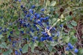 Dark blue ripe sloe fruit on branches of blackthorn or Prunus spinosa Royalty Free Stock Photo