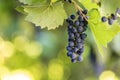 Dark blue ripening grape cluster lit by bright sun on blurred colorful bokeh copy space background Royalty Free Stock Photo