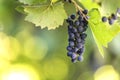 Dark blue ripening grape cluster lit by bright sun on blurred colorful bokeh copy space background Royalty Free Stock Photo