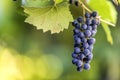 Dark blue ripening grape cluster lit by bright sun on blurred colorful bokeh copy space background Royalty Free Stock Photo