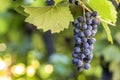 Dark blue ripening grape cluster lit by bright sun on blurred colorful bokeh copy space background Royalty Free Stock Photo