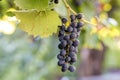 Dark blue ripening grape cluster lit by bright sun on blurred colorful bokeh copy space background Royalty Free Stock Photo