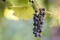 Dark blue ripening grape cluster lit by bright sun on blurred colorful bokeh copy space background Royalty Free Stock Photo