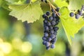 Dark blue ripening grape cluster lit by bright sun on blurred colorful bokeh copy space background Royalty Free Stock Photo