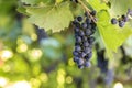 Dark blue ripening grape cluster lit by bright sun on blurred colorful bokeh copy space background Royalty Free Stock Photo