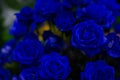 Dark Blue Rose Dark tone.