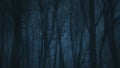 Dark blue scary forest. Moody image. Naked trees