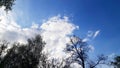 Dark blue sky and light airy white clouds and treetops