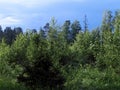 Dark blue sky over a young forest Royalty Free Stock Photo