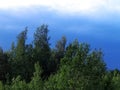 Dark blue sky over a young forest Royalty Free Stock Photo