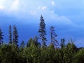 Dark blue sky over a young forest Royalty Free Stock Photo