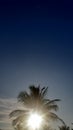 dark blue sky with silhouettes of palm leaves and sunlight shining in the afternoon Royalty Free Stock Photo