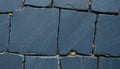 Dark blue slate stone wall texture with cracks and leaves Royalty Free Stock Photo