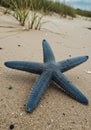 Dark Blue Starfish on Sandy Beach Royalty Free Stock Photo