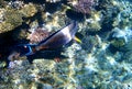 Dark blue surgeonfish with orange tail spine Royalty Free Stock Photo