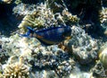 Dark blue surgeonfish with orange tail spine Royalty Free Stock Photo