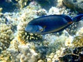 Dark blue surgeonfish with orange tail spine Royalty Free Stock Photo