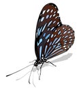 Dark Blue Tiger Butterfly Royalty Free Stock Photo