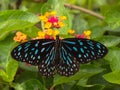 Dark Blue Tiger butterfly.