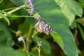 Dark blue tiger butterfly (Tirumala septentrionis) with closed wings Royalty Free Stock Photo