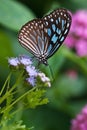 Dark Blue Tiger butterfly (Tirumala septentrionis)