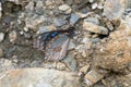 Dark Blue Tiger Butterfly or Tirumala septentrionis observed in Khonoma in Nagaland, India Royalty Free Stock Photo