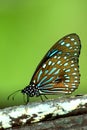 Dark Blue Tiger Butterfly (Tirumala septentrionis) perching on w Royalty Free Stock Photo