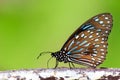 Dark Blue Tiger Butterfly (Tirumala septentrionis) perching on w Royalty Free Stock Photo